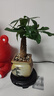 八芽盆栽發(fā)財(cái)樹(shù)植物室內(nèi)禪意招財(cái)樹(shù)盆景辦公室桌面綠植源頭直發(fā)包郵 單粗桿發(fā)財(cái)樹(shù)-山居盆-大密胺托盤(pán) 含盆 曬單實(shí)拍圖