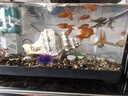 闊庭魚(yú)缸懶人魚(yú)缸家用客廳辦公室金魚(yú)缸過(guò)濾魚(yú)缸黑色款 曬單實(shí)拍圖