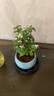 開時(shí)果 金枝玉葉盆栽多肉植物盆景 辦公室內(nèi)桌面花卉小綠植源頭直發(fā)包郵 【熱銷款】哥窯淺藍(lán)盆+苔蘚+底托 曬單實(shí)拍圖