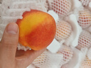 京鮮生彩虹油桃 凈重4.5斤 單果100g+ 新鮮水果 源頭直發(fā) 曬單實(shí)拍圖