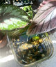 百綸木千觀(guān)背青鳉觀(guān)賞魚(yú)小型冷水魚(yú)食蚊魚(yú)不打氧吃蚊子魚(yú)新手好養耐活 精品成魚(yú)混色2-3cm10條+2備損 曬單實(shí)拍圖