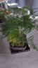佰花錦文竹桌面盆栽新中式綠植辦公室客廳盆景茶臺臥室好養綠植花卉植物 【送方底座】文竹+pvc舍得盆+黑沙石鋪面 20-30cm 曬單實(shí)拍圖