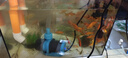 創(chuàng  )寧變頻潛水泵 CN-9500-25W 10檔流量調節 魚(yú)缸假山噴泉池循環(huán)抽水 曬單實(shí)拍圖