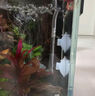 HIDOM 希騰魚(yú)缸增氧泵C2雙孔2.5W帶管子氣盤(pán) 水族箱氧氣泵養魚(yú)氧氣泵 曬單實(shí)拍圖