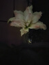 PLANTS VS ZOMBIES玩具全套可發(fā)射豌豆射手玩偶公仔六一兒童節禮物男孩生日6-10歲 曬單實(shí)拍圖
