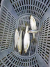 紅狼（REDWOLF）紅狼正品紅狼魚(yú)竿十大品牌魚(yú)竿硬超輕28調19碳素長(cháng)節進(jìn)口高檔魚(yú)竿 6.3m +禮品6 [黑坑飛魚(yú)]8H19調 曬單實(shí)拍圖