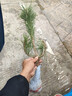 黑松樹(shù)苗四季常青黑松小苗荒山綠化黑松盆景花卉植物綠化苗木 1棵黑松苗20-30cm高/送12g肥料 曬單實(shí)拍圖