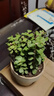 盆栽水培多肉植物室內花卉辦公老樁綠植凈化好養肉肉盆景 小金枝玉葉(叢生多枝)原盆 含盆 曬單實(shí)拍圖