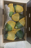 京鮮生樹(shù)上熟 凱特芒果 凈重10斤 5-7顆 生鮮水果 中秋禮盒 曬單實(shí)拍圖