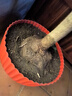鼎曳嫁接桂花樹(shù)樹(shù)苗流蘇樹(shù)四季桂耐寒庭院八月桂開(kāi)花金桂丹桂盆栽地栽 四季桂 5公分粗【四季常青】 曬單實(shí)拍圖