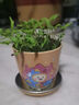 IAM City Farmer含羞草迷你盆栽 兒童diy種植小盆栽套裝植物觀(guān)察陪伴盆栽10026 曬單實(shí)拍圖