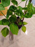呆果丁樹(shù)莓苗紅黑樹(shù)莓果苗當年結果盆栽矮化櫻桃苗庭院地栽南北方種耐寒 4年苗當年結果（死苗包賠）品種備注 曬單實(shí)拍圖