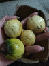果益壽廣西欽蜜9號(hào)黃金百香果 新鮮水果白香果醬原漿整箱 30個(gè)裝 嘗鮮果【單果30g以下】 曬單實(shí)拍圖