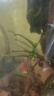 瘋狂水草魚(yú)缸水草植物水培植物魚(yú)缸造景裝飾火山石銅錢(qián)草*3 源頭直發(fā)包郵 曬單實(shí)拍圖