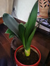 大盆君子蘭盆栽名貴國寶級花卉苗綠植物圓頭和尚室內客廳四季好養 【掌柜推薦】8-11片葉子+帶土 送肥料 曬單實(shí)拍圖