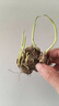 重瓣香水晚香玉種球大花濃香四季花卉耐寒盆地栽綠植懶人養不死花 紫羅蘭連體苗9-15個(gè)芽 +肥 曬單實(shí)拍圖