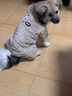 貝初眾狗狗衣服冬季保暖貓咪冬天衣服中小型犬秋冬小狗衣服泰迪比熊柯基 棕色-加厚珊瑚絨【可牽引】 M 【適合4-5斤寵物】 加厚保暖 曬單實(shí)拍圖