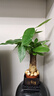 【帶盆高度約15-25cm】發(fā)財樹(shù)盆栽室內植物客廳辦公室吸甲醛好養 單桿發(fā)財樹(shù)+塑料四方舍得盆+小方底座 花盆直徑約8cm 曬單實(shí)拍圖
