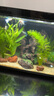 瘋狂水草孔雀魚(yú)活體水族寵物觀(guān)賞魚(yú)冷水耐活小型熱帶魚(yú)淡水魚(yú)苗 黃禮服白子孔雀魚(yú)2對【4CM左右】 曬單實(shí)拍圖