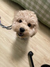 伯納天純小型成犬糧泰迪比熊博美天然糧櫻桃味狗糧10kg/20斤 曬單實(shí)拍圖