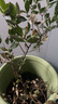 藍莓樹(shù)果苗藍莓苗盆栽地栽果苗帶大果南北方種植苗兔眼綠寶石果樹(shù) 5年苗_奧尼爾/帶葉帶土發(fā)貨 曬單實(shí)拍圖