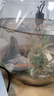 金苔鼠魚魚缸清潔魚工具魚魚缸除藻清理糞便小型熱帶觀賞魚魚活體 金苔鼠4條送備損2條【發(fā)6條】 曬單實(shí)拍圖