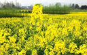 xinyi油菜花種子高產(chǎn)耐寒耐旱抗倒觀(guān)賞食用高產(chǎn)早熟高出油多油菜花種籽 油菜籽*30斤裝 曬單實(shí)拍圖