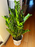 嘆為觀(guān)止大型植物發(fā)財樹(shù)各種大顆盆栽開(kāi)業(yè)喬遷客廳辦公室內好養大型花卉 金錢(qián)樹(shù)【80厘米-1米】 含盆 曬單實(shí)拍圖