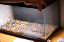 米家（MIJIA）小米米家智能生態(tài)魚缸還原自然生態(tài)補倉一次三月無憂出差旅行必備 曬單實拍圖