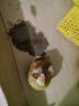 佳沛（zespri）新西蘭  陽(yáng)光金果18粒優(yōu)選果單果約101-124g 獼猴桃 中秋水果禮盒 曬單實(shí)拍圖