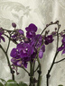愛(ài)優(yōu)尚蝴蝶蘭帶花苞盆栽秋冬蘭花苗年宵花四季花卉植物紫六室內源頭直發(fā) 曬單實(shí)拍圖