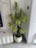 嘆為觀(guān)止大型盆栽金錢(qián)榕百合竹金錢(qián)樹(shù)發(fā)財樹(shù)清香木辦公室內落地款中型植物 金邊百合竹1.2-1.4米【聚寶盆】 含盆 曬單實(shí)拍圖