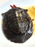 楚禧麻辣鹵甲魚(yú)湖北荊州特色美食整只鹵味甲魚(yú)即食熟食大廚私房菜 350g鹵甲魚(yú)*4只【中大甲魚(yú)】推薦 【麻辣鮮香】推薦 曬單實(shí)拍圖