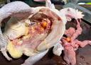白蕩里安徽發(fā)貨 生鮮雞肉  黃油老母雞   凈含量2斤*1只  源頭直發(fā) 曬單實(shí)拍圖