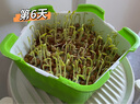 匠心綻放水培菜套裝微菜苗快速生長(cháng)豌豆種蘿卜種子無(wú)土栽培五角形盤(pán)10119 曬單實(shí)拍圖