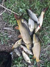 川澤一體成型夜光漂咬鉤變色高靈敏鯽魚(yú)漂醒目浮漂鰱鳙大物電子夜釣漂 升級款PL5-3(主攻鯽鯉)吃鉛2.5g 咬鉤變色款 曬單實(shí)拍圖