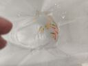 熱帶觀(guān)賞魚(yú)七彩斑馬魚(yú)紅綠燈科魚(yú)小型冷水淡水群游好養活的練手魚(yú) 2-2.5cm糖果斑馬12條隨機搭配 曬單實(shí)拍圖