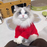 曇蓓漫貓咪衣服新年貓咪過(guò)年衣服寵物狗狗新年衣服新年紅色喜慶加厚保暖 新年紅獅子毛絨保暖衣 S碼【建議3-5斤 具體參考胸圍背長(cháng)】 曬單實(shí)拍圖