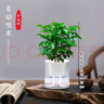 泰西絲小幸福樹(shù)水培植物盆栽懶人自吸盆客廳擺件+光汐吸水盆 源頭直發(fā) 曬單實(shí)拍圖