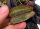 2025頭茬藍寶石葡萄酸甜無(wú)籽純天然種植一整箱葡萄水果新鮮當季 3斤 曬單實(shí)拍圖