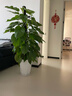 愛(ài)優(yōu)尚大葉綠蘿柱盆栽客廳大型綠植辦公室內除甲醛凈化空氣綠籮源頭直發(fā) 曬單實(shí)拍圖