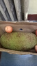 京鮮生海南菠蘿蜜整個(gè)16-19斤 凈重16斤生鮮水果 源頭直發(fā) 曬單實(shí)拍圖