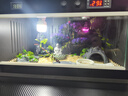 爬菲特爬寵保溫箱PVC恒溫箱鬃獅蜥蜴陸龜烏龜守宮蘆丁雞蛇爬蟲(chóng)飼養箱 【智能溫控送燈】50*30*30黑色 曬單實(shí)拍圖