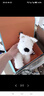 Jellycat害羞生日米色邦尼兔動(dòng)物毛絨玩偶安撫禮物娃娃生日新婚禮物 褐色 Medium 曬單實(shí)拍圖