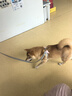 puppytie狗狗胸背牽引繩中小型犬鹿石刺繡可調節中小型可調節背心式天使款 清新雅綠-套裝(胸背+牽引繩) XS碼-建議4-10斤 曬單實(shí)拍圖