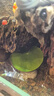 水培一葉蓮浮萍迷你水草凈化水質(zhì)魚(yú)缸造景睡蓮花水生水養花卉植物 一葉蓮 【1片裝】尺寸8-11厘米 曬單實(shí)拍圖
