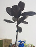 瑯闕1.5-1.7m黑金剛橡皮樹(shù)客廳綠植室內大盆落地盆栽單枝白球源頭直發(fā) 曬單實(shí)拍圖