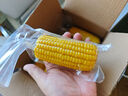 京鮮生東北黃玉米棒200g×8棒25年新玉米 真空黏玉米 多種包裝 源頭直發(fā) 曬單實(shí)拍圖