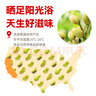 沃隆開(kāi)心果670g罐裝大顆粒原色無(wú)漂白堅果炒貨休閑食品孕婦解饞小零食 曬單實(shí)拍圖