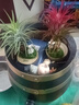 開(kāi)時(shí)果 空氣鳳梨無(wú)土綠植物創(chuàng  )意盆栽 禮品禮物空鳳好養擺件源頭直發(fā)包郵 綠精靈+小兔底托 曬單實(shí)拍圖